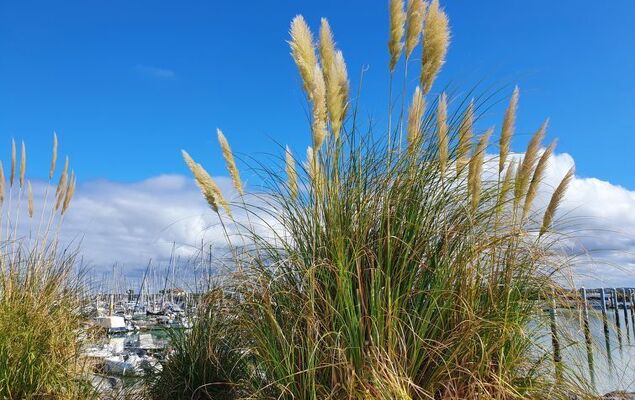 Les Alcyons T3 - Photo 27