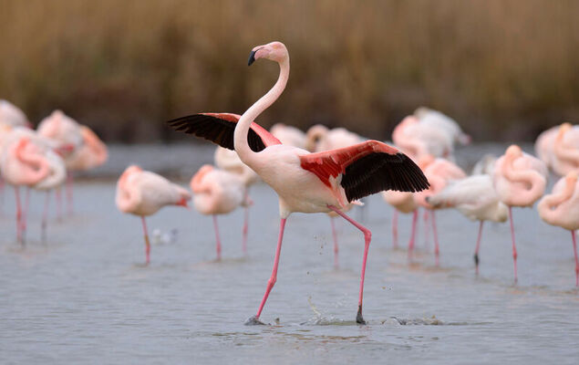 Les Rivages d'Ulysse - Photo 32